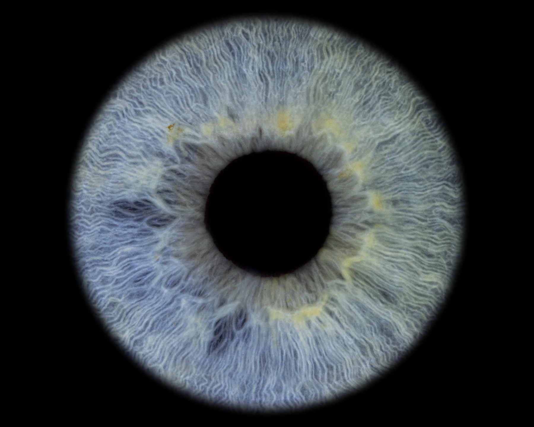 Detailed blue iris portrait